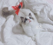 로지데이즈 랙돌캐터리