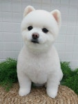모모펫살롱
