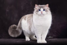 로지데이즈 랙돌캐터리