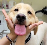 뽀송뽀송 애견미용호텔 / 놀이방