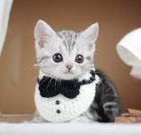 광주고양이분양 나비캣 수완점