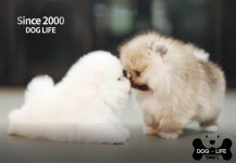 도그라이프 대구강아지분양