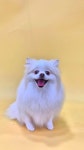 캄그루밍 애견유치원&애견미용&애견호텔