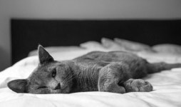 24시 더블리스 동물의료센터