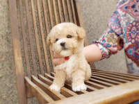 베리독 강아지고양이 평택본점