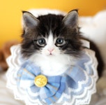 광주고양이분양 나비캣 수완점