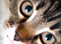 24시 더블리스 동물의료센터