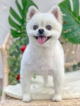 오몽 애견미용실