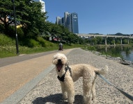 빌리프독킨더가든