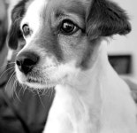 24시 더블리스 동물의료센터