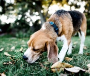 24시 더블리스 동물의료센터