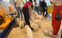 피터펫카페 논현점