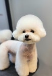 지니펫 애견미용실