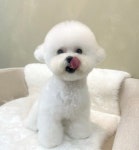 강이네펫샵&호텔