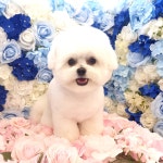 보라애견미용실