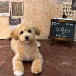 솜방망이