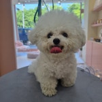 꽃댕댕싸롱