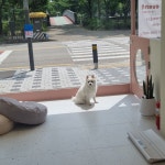 꽃댕댕싸롱