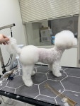 끌레르독