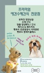 반려반상