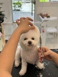 멍블라썸