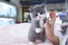 강남고양이분양 스타돌스