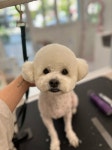 멍블라썸
