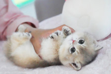 강남고양이분양 스타돌스