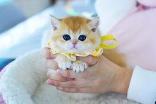 강남고양이분양 스타돌스