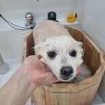 꽃댕댕싸롱
