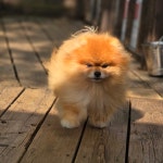 지니독 애견호텔