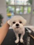 멍블라썸