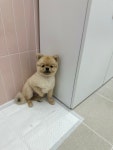 멍블라썸