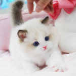 강남고양이분양 스타돌스