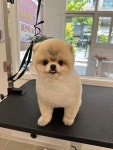 멍블라썸