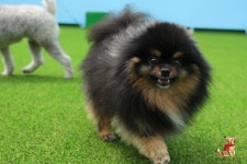 퍼피스프링 강서점