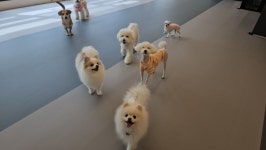 주주개린이집 소형견반