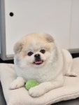 똥꾸멍멍