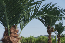 팡팡야자풀빌라