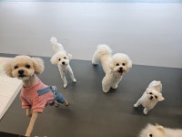 주주개린이집 소형견반