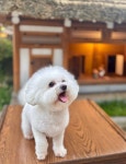 아롱이다롱이
