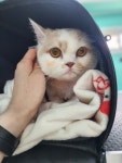 영블리 펫 살롱