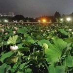 고창백련영농조합