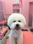 산두로펫살롱