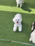 뽀송하개 재워줄개