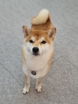 애견샵 붐