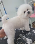 pet salon 몽끌