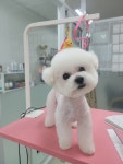 pet salon 몽끌