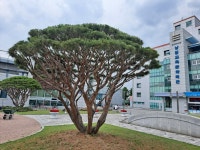 수목조경