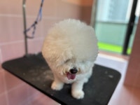 맘츄